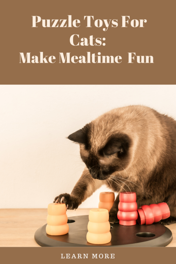 Cat playing with food puzzles to illustrate fun for cat using puzzle toy at mealtime