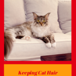 Cat Hair: Keep It From Taking Over Your Living Space