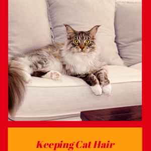 Cat Hair: Keep It From Taking Over Your Living Space