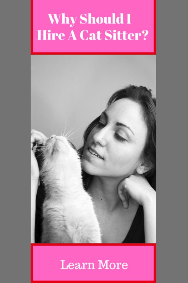 Should You Hire A Cat Sitter? Why It’s A Good Idea Fully Feline