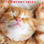 Cat Sleep Positions: Have You Ever Seen a Cat Nap?