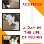 Cat Activities: You Can’t Put that on a Resume!