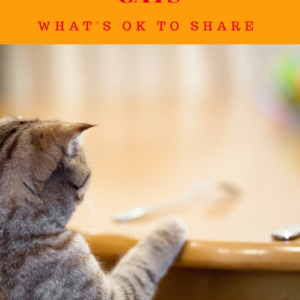 Thanksgiving Foods Safe For Cats: What’s Ok To Share?
