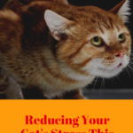 Stress Triggers For Cats: 4 Common Situations To Avoid