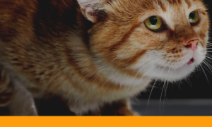 Stress Triggers For Cats: 4 Common Situations To Avoid