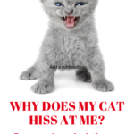 Cat Hissing: Getting To The Source Of This Behavior