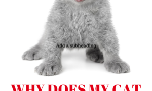 Cat Hissing: Getting To The Source Of This Behavior