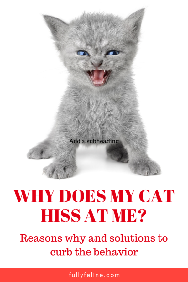 Why Do Cats Hiss?