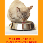 Cat Behavior: Why They Play In The Water Bowl