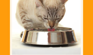 Cat Behavior: Why They Play In The Water Bowl