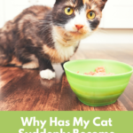 Cat Food Preferences: Why Is My Cat Suddenly A Finicky Eater?