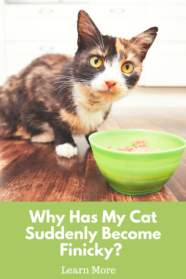 cat-food-preferences-why-is-my-cat-suddenly-a-finicky-eater