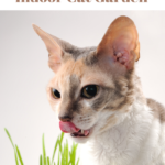 Indoor Cat Garden: Creating A Space Your Cat Will Love