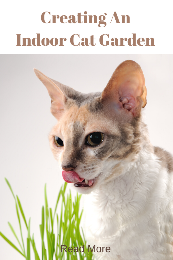 brown and white cat with tongue out while enjoying cat grass and indoor cat garden