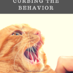 Why Cat Bite: Reasons for the Behavior and How To Curb It