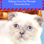 July 4th Cat Safety Tips: Keeping Cats Safe and Calm