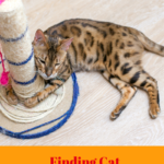 Cat Scratcher Search: Finding One Your Cat Will Use