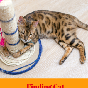 Cat Scratcher Search: Finding One Your Cat Will Use