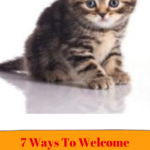 New Kitten In the House? 7 Ways to Help Him Feel Loved