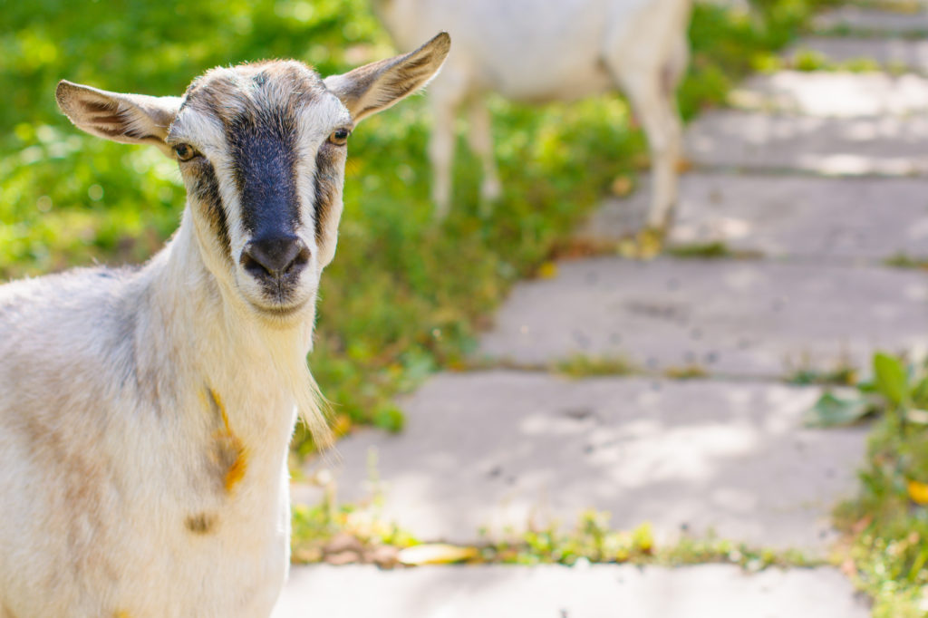 Meyenberg goat clearance milk for kittens