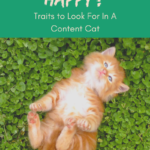 Living with a Happy Cat? What to Look For