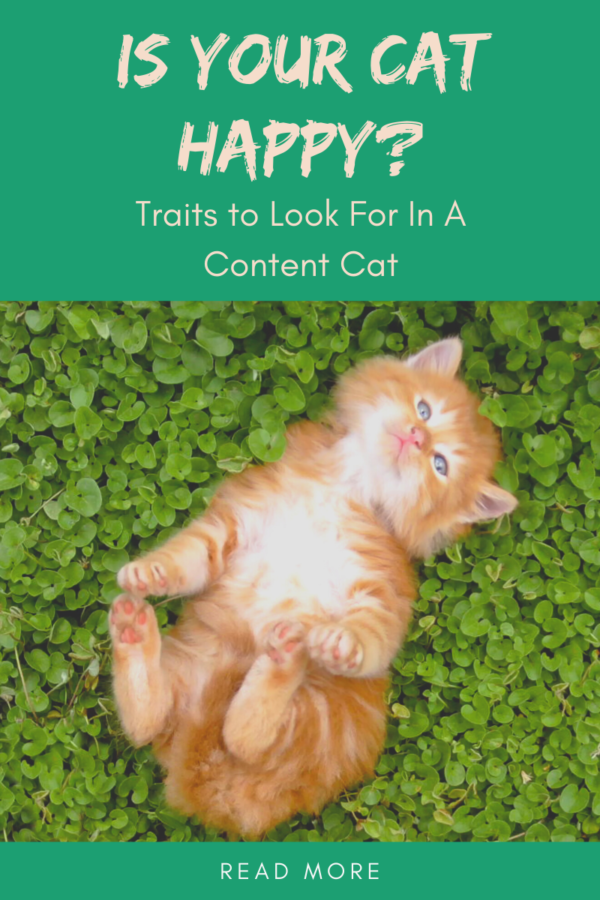 a happy cat laying on green background showing belly