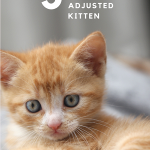 Kitten Care: Raising a Well-Adjusted Cat