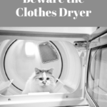 Cat Safety: Beware the Clothes Dryer!