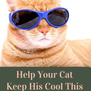 Summer Cat Health: Tips To Keep Your Cat Comfortable