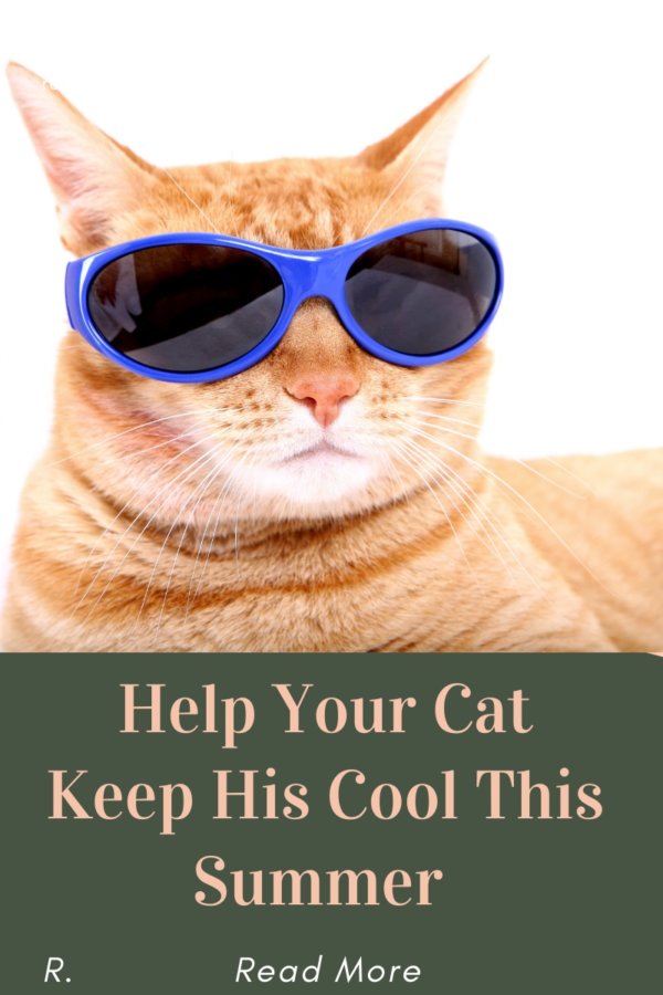 Summer cat health blog graphic