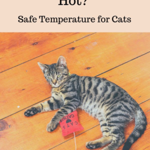 Safe Temperature for Cats: What is Too Hot?
